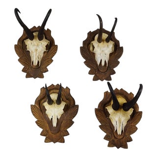 Vintage Set of Four Chamois Trophies on Carved Plaques, Germany Ca. 1950s For Sale
