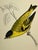 Illustration Antique Hand Tinted Bird Print From England Featuring a Yellow Colored Siskin - Circa 1880 For Sale - Image 3 of 11