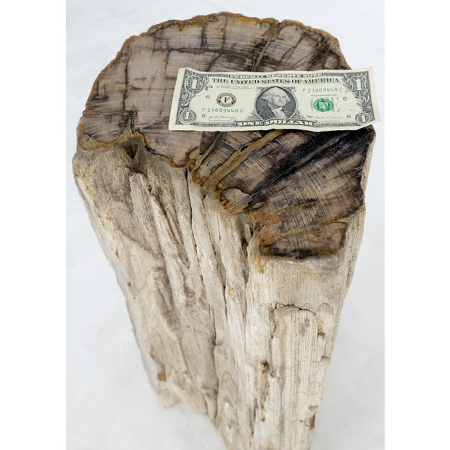 Large Beige Petrified Wood Organic Stomp Shape Stand End Side Table Pedestal For Sale - Image 10 of 10