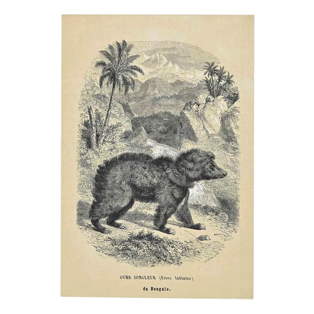 Paul Gervais, Ours Jongleur, Original Lithograph, 1854 For Sale
