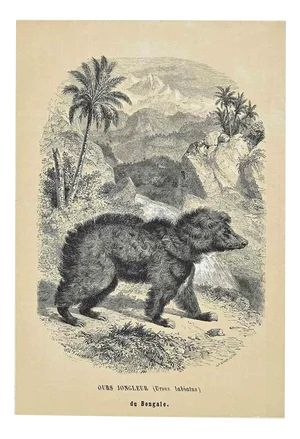 Paul Gervais, Ours Jongleur, Original Lithograph, 1854