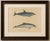 Ivory Karl Joseph Brodtmannm, Dolphin & Porpoise, 1816, Lithograph For Sale - Image 8 of 9