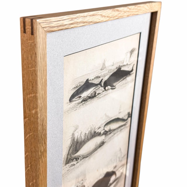 Early 19th Century 1835 Narwhal & Whales Engraving | Original Hand-Colored Antique Nautical Print, Framed For Sale - Image 5 of 6