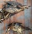 19th Century 19th Century Chinoiserie Chinese Carved Giltwood Architectural Fragment With Birds and Pomegranates For Sale - Image 5 of 18