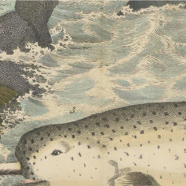 Beige C. F. A. Kolb, Walrus and Narwhal, Arctic Sea Scene with Manatee, 1890, Print For Sale - Image 8 of 12