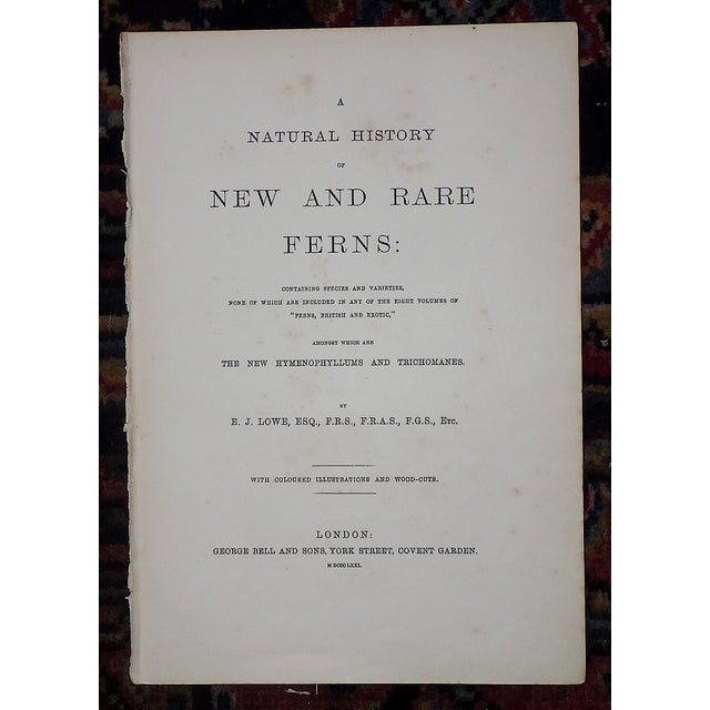 Green Antique 19th Century Botanical Fern Wood Engravings - Set of 12 For Sale - Image 8 of 9