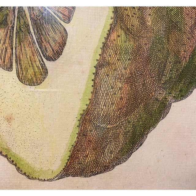 Giovanni Battista Ferrari Hesperides 1646 Botanical Citrus Engraving – “Limon Sponginus Liguria Verrucosus” Rare Scientific Fruit Study Print For Sale In San Francisco - Image 6 of 8
