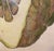 Giovanni Battista Ferrari Hesperides 1646 Botanical Citrus Engraving – “Limon Sponginus Liguria Verrucosus” Rare Scientific Fruit Study Print For Sale In San Francisco - Image 6 of 8