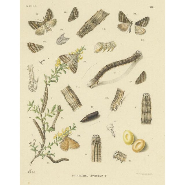 Paper Sepp & Brants, Xylina Lambda Ortholithia Moths, 1905, Paper, Set of 2 For Sale - Image 7 of 10