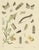 Paper Sepp & Brants, Xylina Lambda Ortholithia Moths, 1905, Paper, Set of 2 For Sale - Image 7 of 10