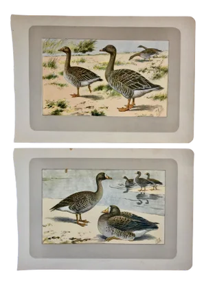 1907 French Photogravure Print of White Fronted Geese & Harvest Geese -a Pair -