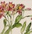 Realism Peruvian Lily - Botanical Study by Deborah Eddy For Sale - Image 3 of 8