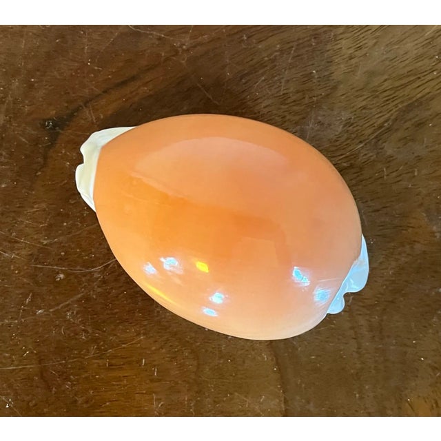 Shell Golden Cowrie Callistocypraea Aurantium Sea Shell Specimen For Sale - Image 7 of 9