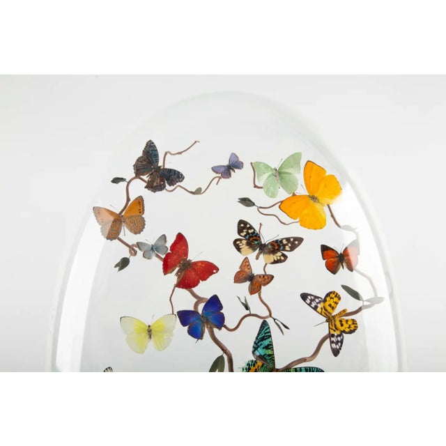Created by Hasharat, this striking sculptural display features an assemblage of exotic butterfly specimens mounted in...