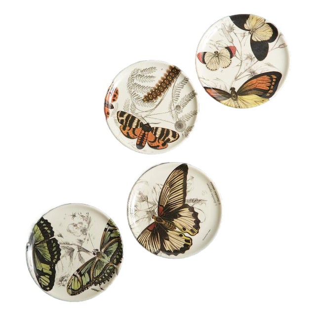 Specimen Butterfly Coasters, Set of 4 For Sale