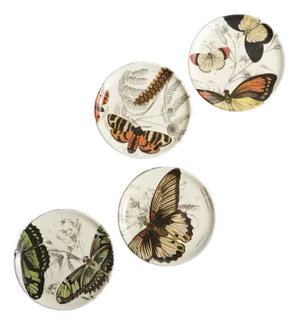 Specimen Butterfly Coasters, Set of 4