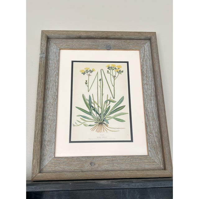 Farmhouse Vintage Botanical Prints Framed Authentic 1910 Canadian Farm Weed Prints - Set of 4 For Sale - Image 3 of 7