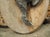 Pair of Circa 1890 Weathered French Hunt Trophies on Natural Oak Oval Panels For Sale - Image 12 of 18