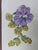 Original Botanical Flower Watercolor Painting Framed and Signed For Sale - Image 11 of 12