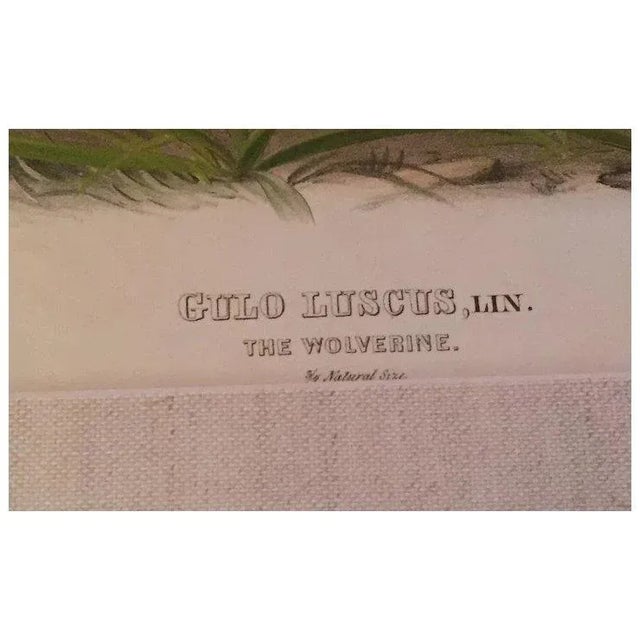 American Antique 19th Century John James Audubon Large Folio Hand Colored Lithograph Wolverine Philadelphia 1843 Plate 26 For Sale - Image 3 of 10