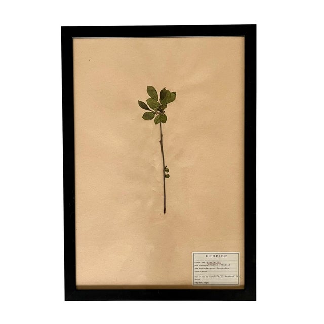 Paper 1965 French Herbarium Botanical Specimens – Set of 9 Custom Framed Pressed Botanicals For Sale - Image 7 of 18