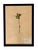 Paper 1965 French Herbarium Botanical Specimens – Set of 9 Custom Framed Pressed Botanicals For Sale - Image 7 of 18