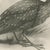 After Lilian Medland, Young Night Heron, 1909, Print For Sale - Image 4 of 9