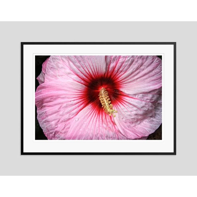Modern Pink Hibiscus Still Life Photograph by Stuart Möller Framed For Sale - Image 3 of 3