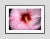 Modern Pink Hibiscus Still Life Photograph by Stuart Möller Framed For Sale - Image 3 of 3