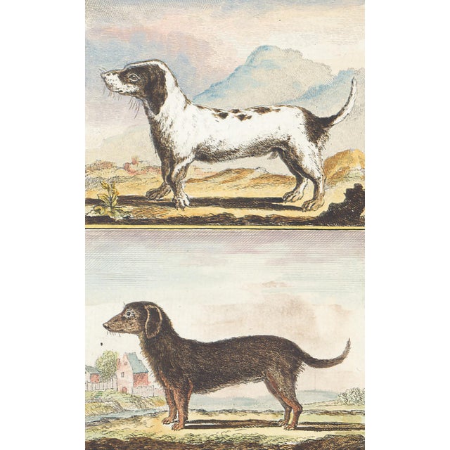 This charming hand-colored 1758 engraving is one of the oldest available prints of a dog. Taken from the 10th volume...