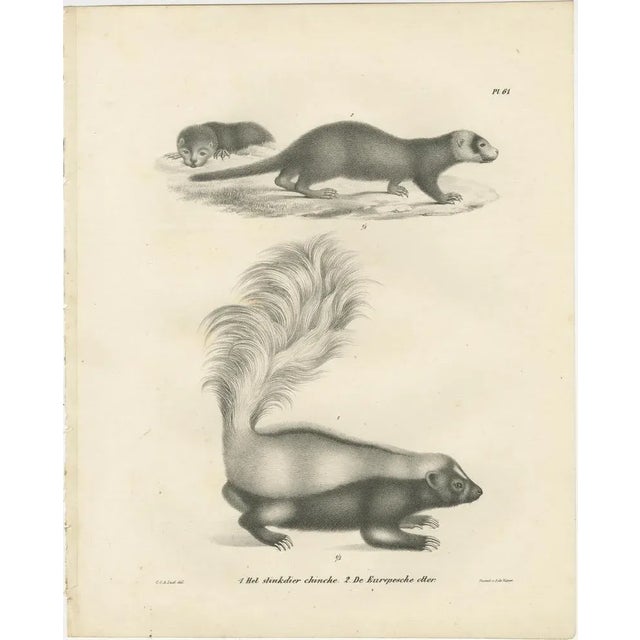 C.C. G. Zool., A Skunk and European Otter, 1836, Lithograph For Sale - Image 9 of 10
