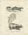 C.C. G. Zool., A Skunk and European Otter, 1836, Lithograph For Sale - Image 9 of 10