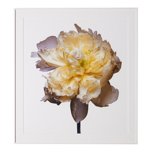 Duchess De Nemours Peony, Framed Photograph, 51 x 56