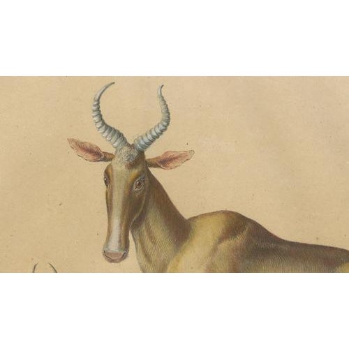 Karl Joseph Brodtmann, Antelope, 1816, Lithograph For Sale - Image 4 of 9