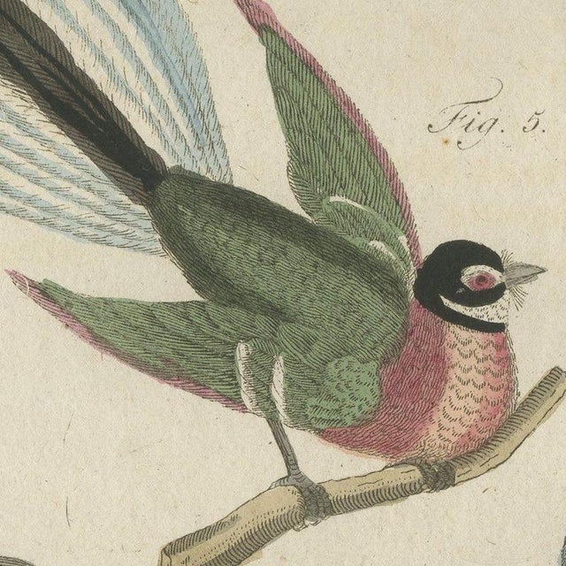 Bertuch, Five Exotic Birds, 1805, Print For Sale - Image 6 of 12