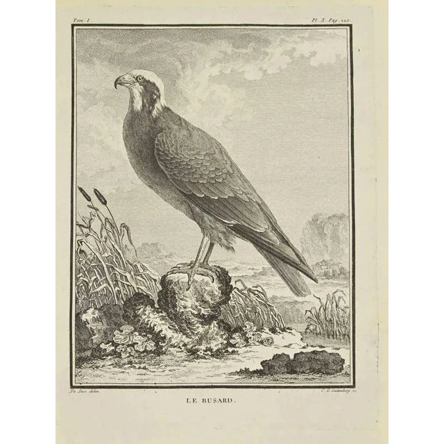 The Busard is an Etching Realized by Carl Guttenberg in 1771. The Artwork Belongs to the Suite "Natural, General and...
