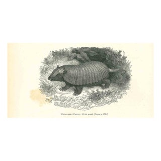 Paul Gervais, Encoubert Poyou, Lithograph, 1854 For Sale
