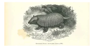 Paul Gervais, Encoubert Poyou, Lithograph, 1854