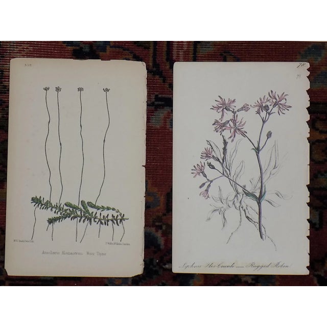 Antique 19th Century Hand Colored Botanical Lithographs - Set of 5 For Sale - Image 4 of 6
