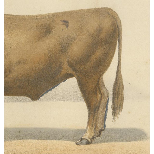 Borie, Bresse Ox, French Cattle Breed, 1863, Chromolithograph For Sale - Image 6 of 9
