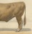 Borie, Bresse Ox, French Cattle Breed, 1863, Chromolithograph For Sale - Image 6 of 9