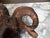 Metal Italian 19th Century Patinated Iron Ram's Head Sculpture with Rusty Finish For Sale - Image 7 of 9