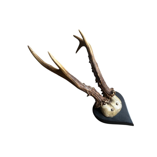 Roe Deer Trophy with rare heart shaped plaque.