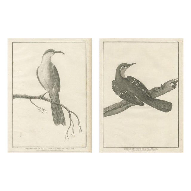 California Birds, 1798, Paper, Set of 2 For Sale - Image 10 of 10