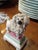 Antique Staffordshire Spaghetti Poodle Figurine For Sale In Baltimore - Image 6 of 7
