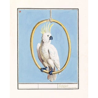 Reproduction White Cockatoo Bird on Blue Background Unframed Pigment Print For Sale