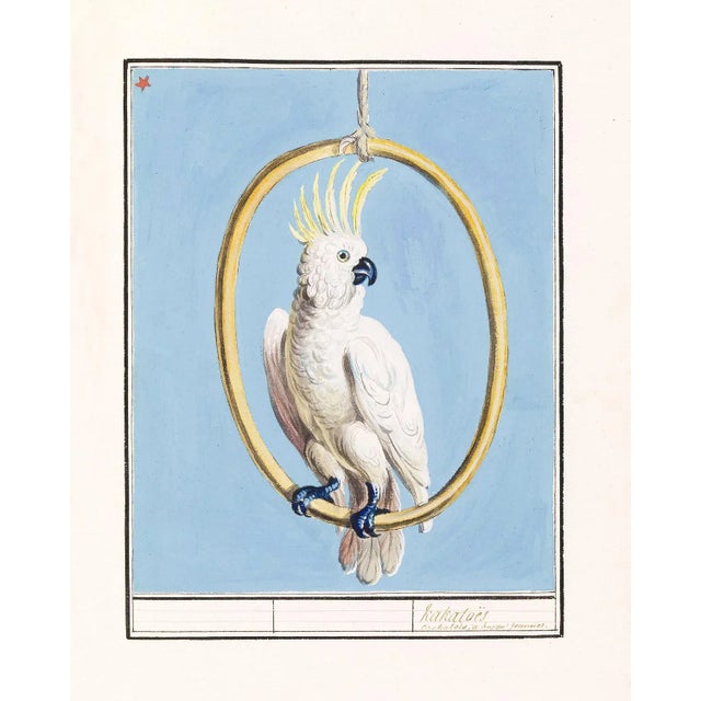 Reproduction White Cockatoo Bird on Blue Background Unframed Pigment Print For Sale