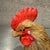 Textile Rooster Figurine Handcrafted Straw October Hill French Country Farmhouse Decor For Sale - Image 7 of 8