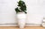 This tall terracota planter captures the sun-drenched romance of the Mediterranean coast. Standing tall at 45 inches, its...