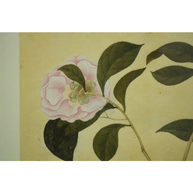 Chinese "Peach Red Camellia" Chinese Floral Watercolour For Sale - Image 3 of 7